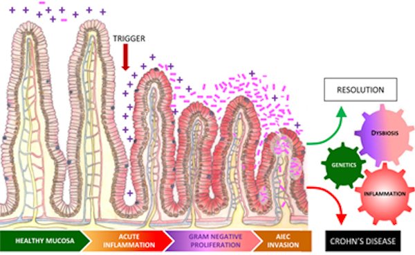 Glucocorticoids 