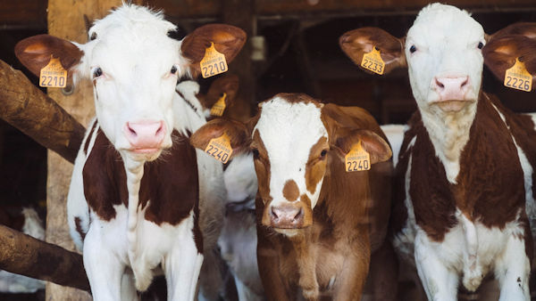 Report: Intensive Animal Farming ‘Single most risky human behavior’ for